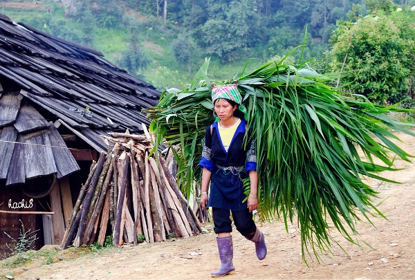 Phượt tr&ecirc;n con đường Chế Tạo huyện M&ugrave; Cang Chải